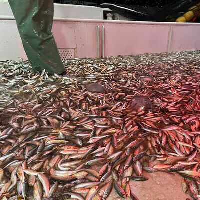 Balık av sezonu açıldı, ilk ağlar çekildi