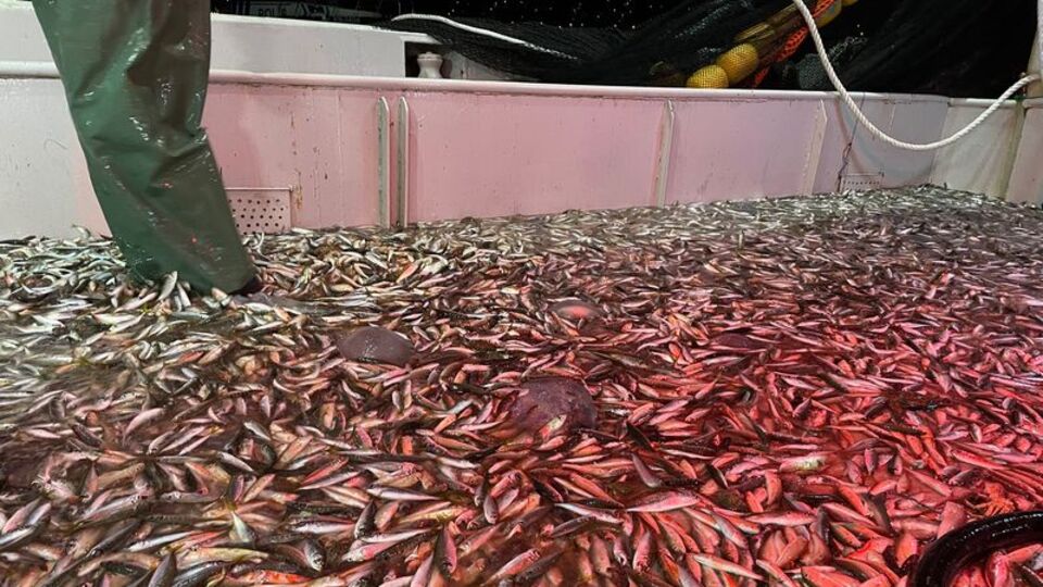 Balık av sezonu açıldı, ilk ağlar çekildi