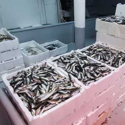 Sezon açıldı! Balık fiyatları nasıl?