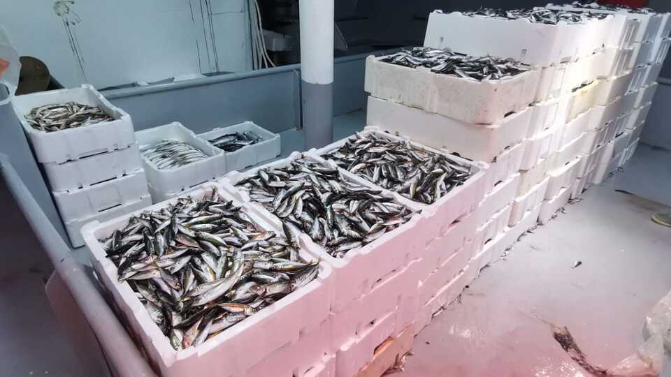 Sezon açıldı! Balık fiyatları nasıl?