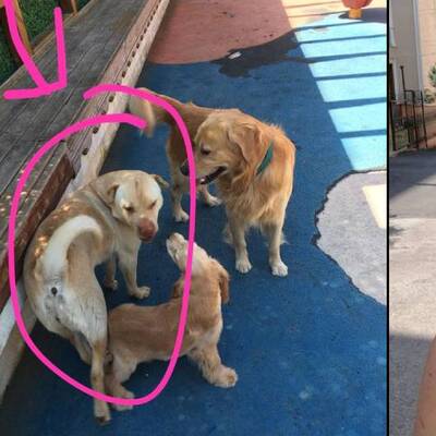 Emekli polis dehşet saçtı! Köpekten sekti, Ayşe'ye isabet etti