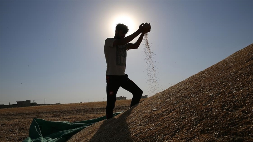 Hububat ve baklagil üreticilerine destek