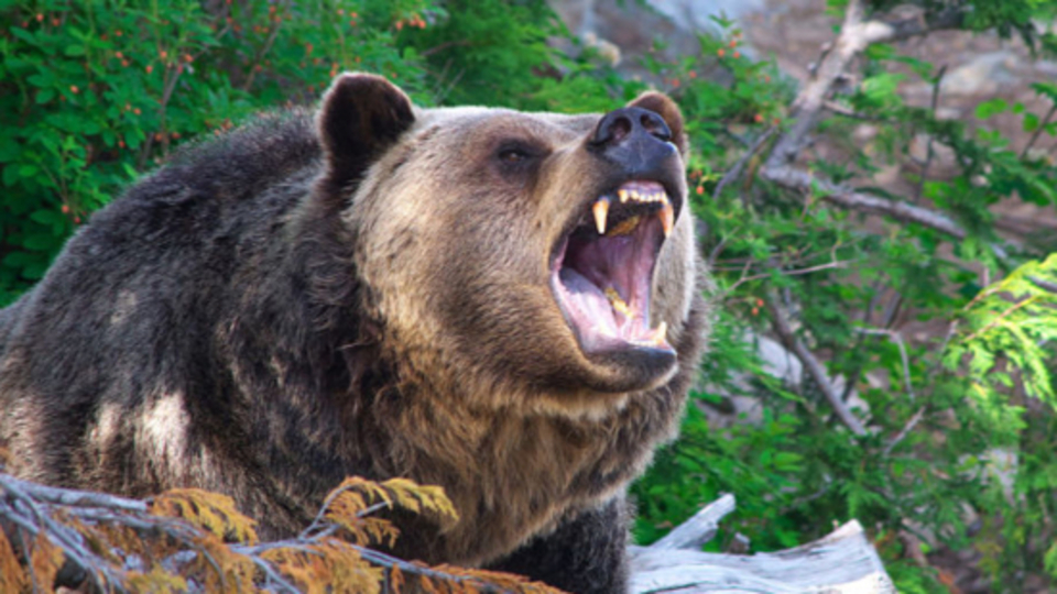 Erzurum'da ayı saldırısı: 1 ağır yaralı