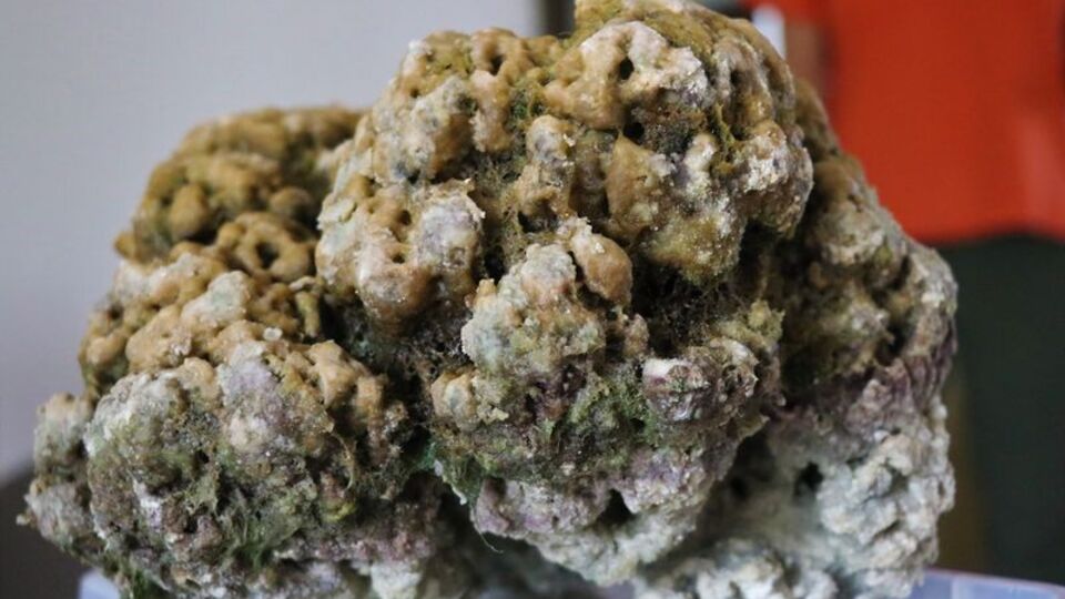 Salda Gölü'nden çıkarıldı... "NASA için de önemli"