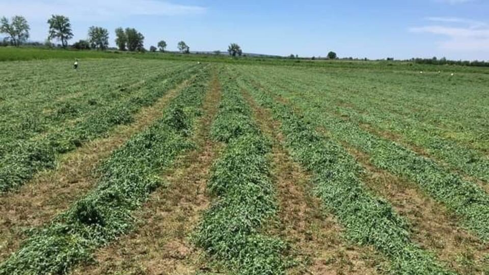 Tarla yolu tartışması kanlı bitti