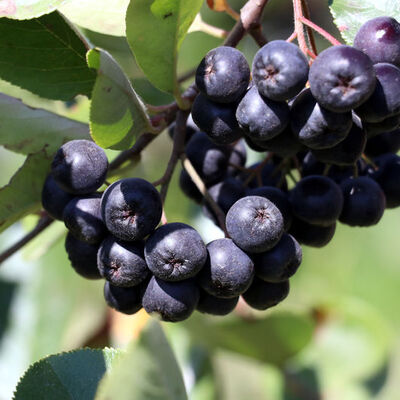 Hasat başladı! Kilosu 80 lira...