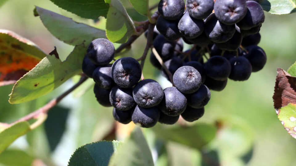 Hasat başladı! Kilosu 80 lira...