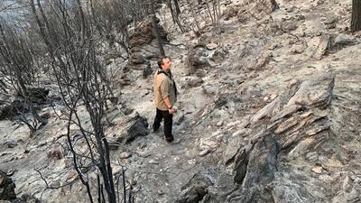 Yanan bir ormanın ardından