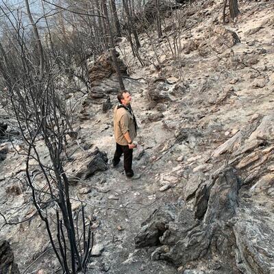 Yanan bir ormanın ardından