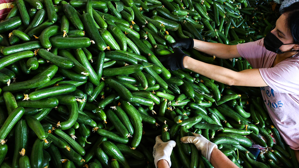 İstanbul'da zam şampiyonu salatalık