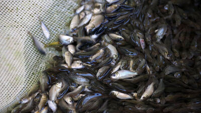 17 milyon yavru balık törenle yola çıktı