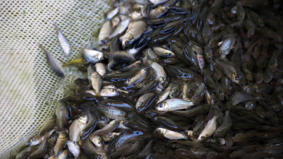 17 milyon yavru balık törenle yola çıktı