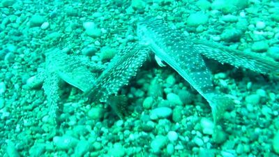 Denizin dibinde ilginç anlar! Düşmanını korkutmak için yapıyor