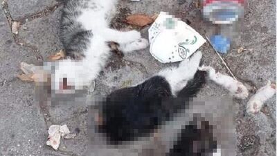 Giresun'da iki yavru kedi korkunç bir şekilde katledildi