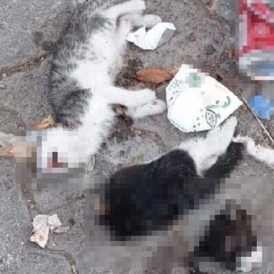 Giresun'da iki yavru kedi korkunç bir şekilde katledildi