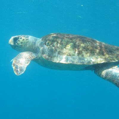 Akdeniz'de caretta caretta korkusu! "Kimseyi kaplumbağa yemedi"