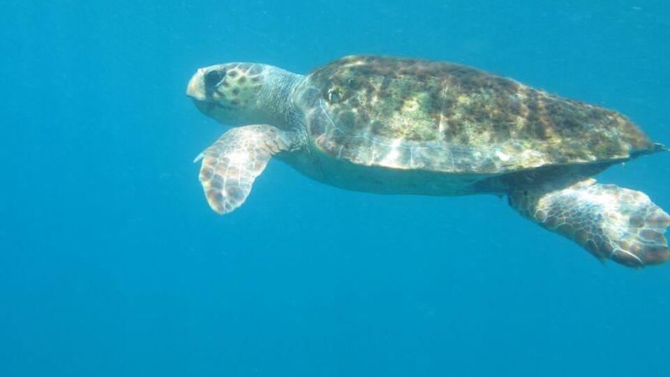 Akdeniz'de caretta caretta korkusu! "Kimseyi kaplumbağa yemedi"