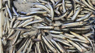 İstavrit bolluğu fiyatı düşürdü, hamsi göründü