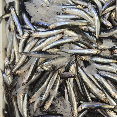 İstavrit bolluğu fiyatı düşürdü, hamsi göründü