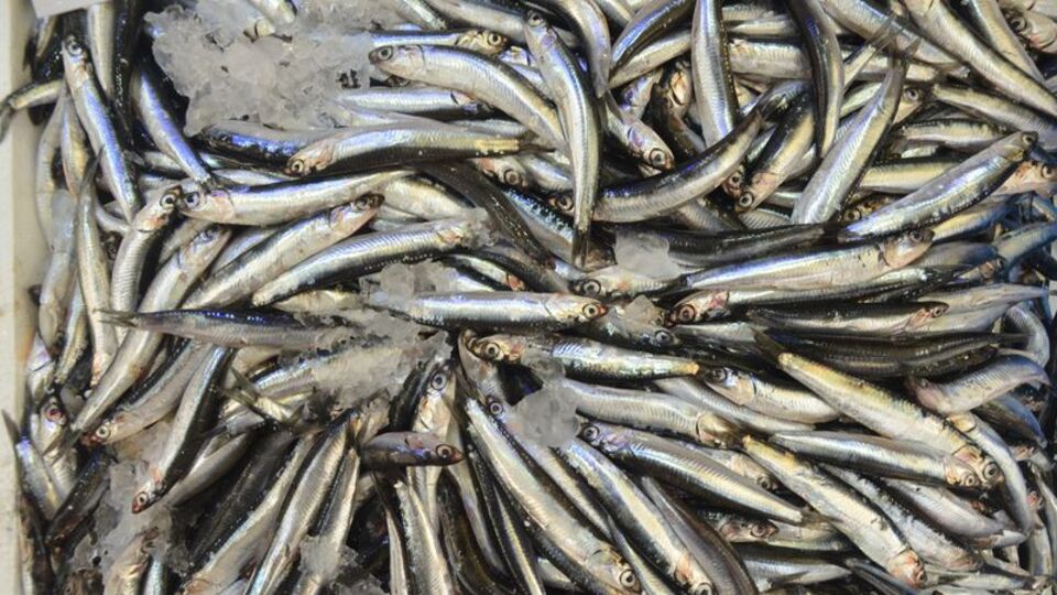 İstavrit bolluğu fiyatı düşürdü, hamsi göründü