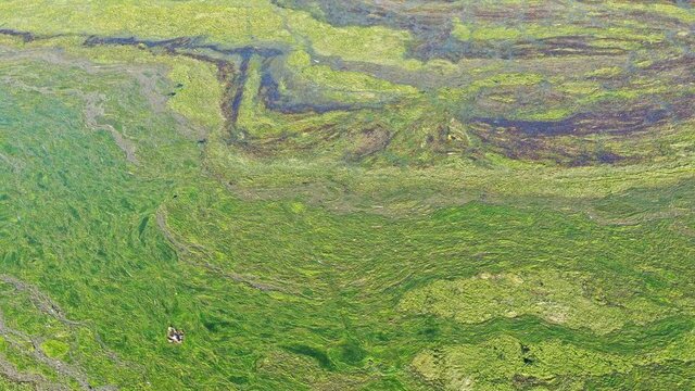 Parkın büyük bölümünü kapladı! Drone ile görüntülendi