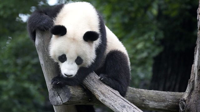 Dev panda ikiz yavru dünyaya getirdi