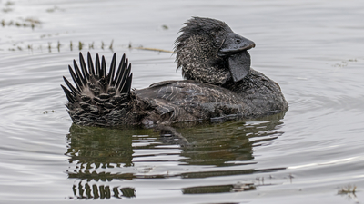 Misk ördeği küfür ederken kaydedildi