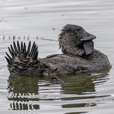 Misk ördeği küfür ederken kaydedildi