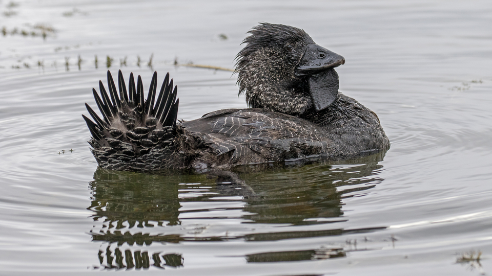 Misk ördeği küfür ederken kaydedildi