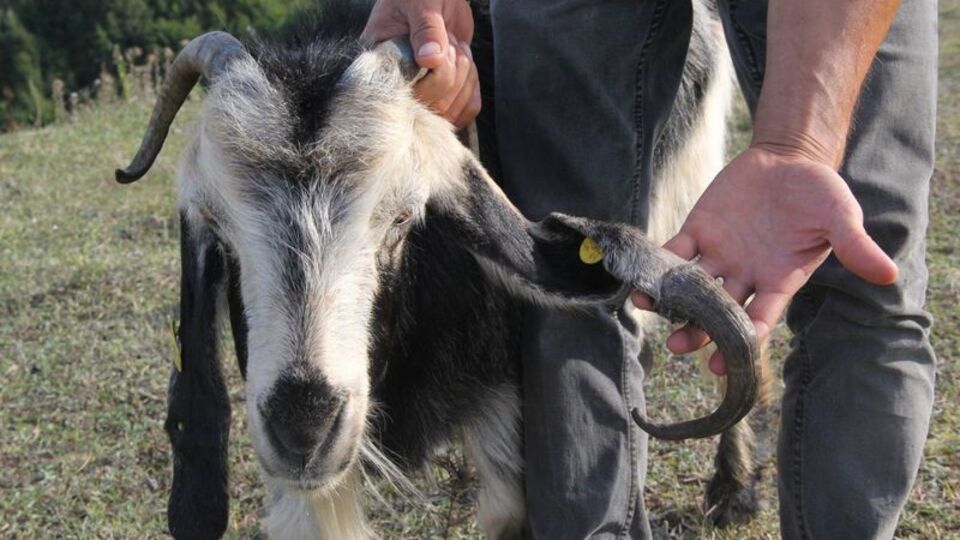 'Boynuz kulağı geçti' sözü gerçek oldu