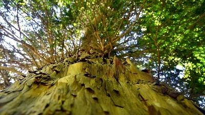 Porsuk ağacında kanser hücrelerini yok eden ilaç bileşiği tespit edildi!