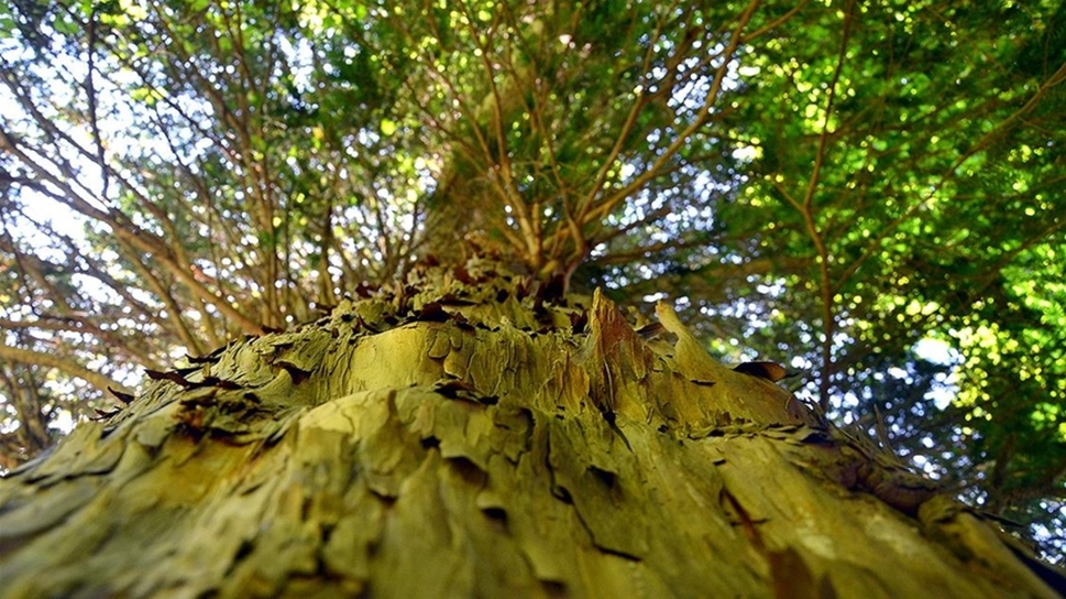Porsuk ağacında kanser hücrelerini yok eden ilaç bileşiği tespit edildi!