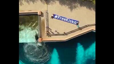 Son orka Kiska yıllardır beton tankın içinde!