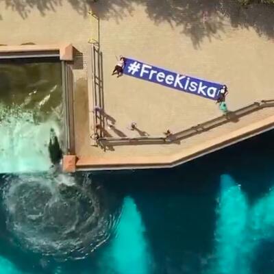 Son orka Kiska yıllardır beton tankın içinde!