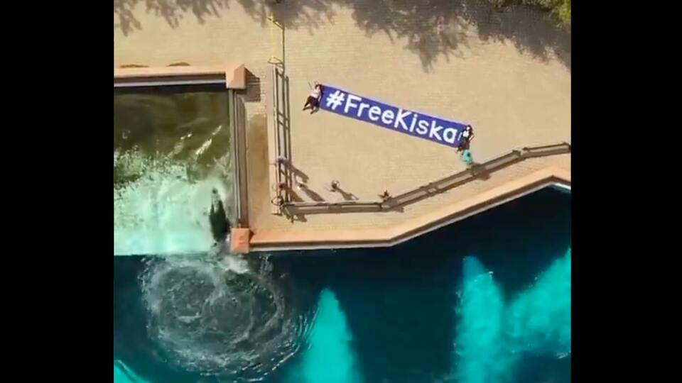 Son orka Kiska yıllardır beton tankın içinde!