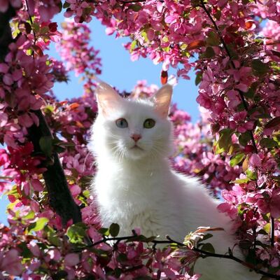 Helsinki Üniversitesi'nin 'Van kedisi' araştırmasına tepki