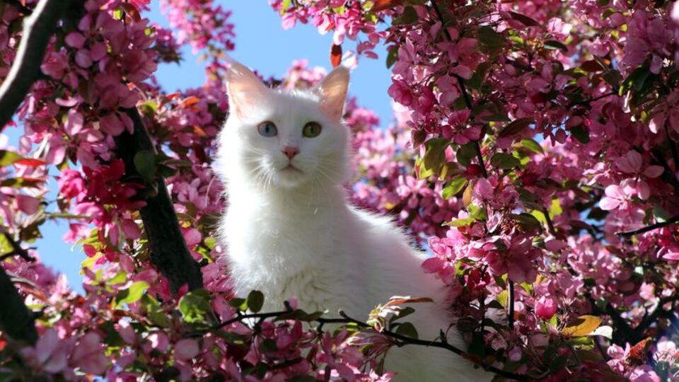 Helsinki Üniversitesi'nin 'Van kedisi' araştırmasına tepki