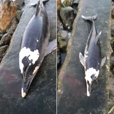 Bursa'da korkunç olay! Bunlar cani!