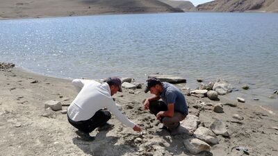 Kıyıda yüzen kemikler var! 2005'ten beri görülmüyordu