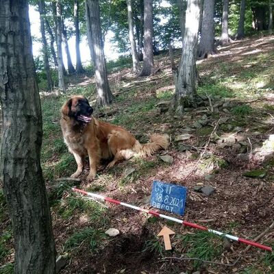 Köpeğini gezmeye çıkardı, hazine buldu