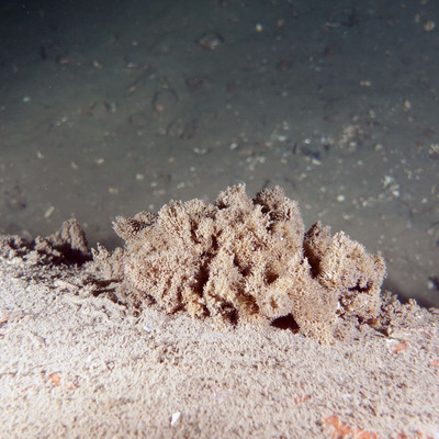 İşte Marmara Denizi'ndeki müsilajda son durum