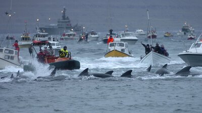 1500'lü yıllardan beri her yıl katledilen canlılar