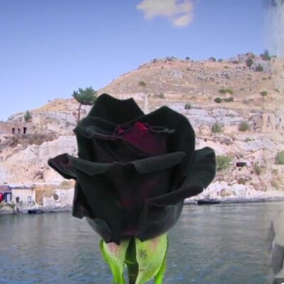 Karagül yağının kilosu 80 bin dolar!