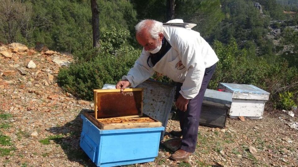 Arı kovanına ilaç sıktı, canından oldu