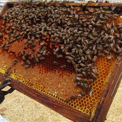 Orman yangınları çam balını vurdu