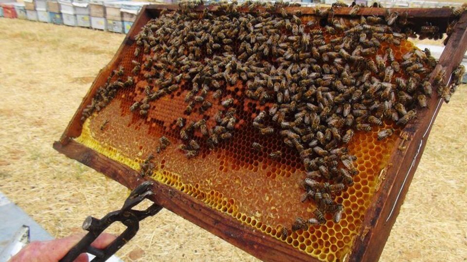 Orman yangınları çam balını vurdu