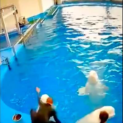 Rusya'da iki balina eğitmen tarafından saldırıya uğradı!