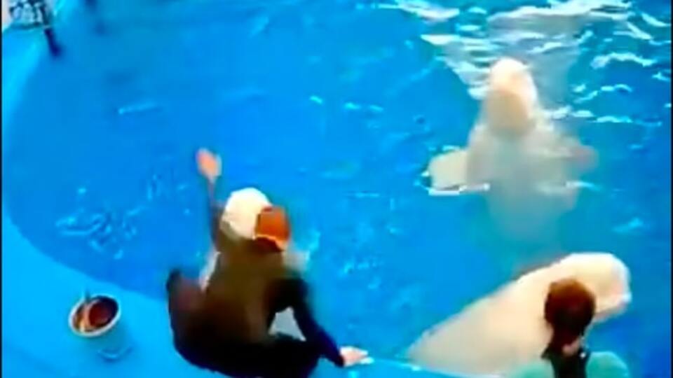 Rusya'da iki balina eğitmen tarafından saldırıya uğradı!