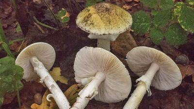 O bölgede mantar alarmı!