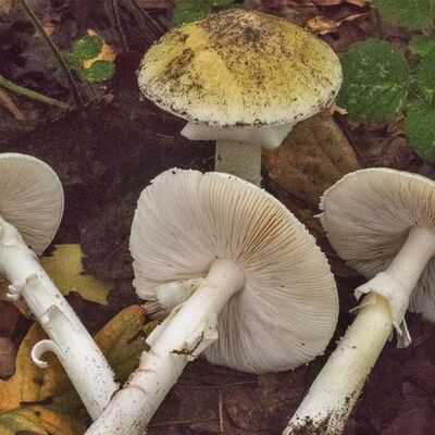 O bölgede mantar alarmı!